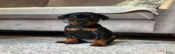 Dobermann dogs for sale: KC REGISTERED DOBERMANN PUPS – EXCEPTIONAL LITTER - Advert 15
