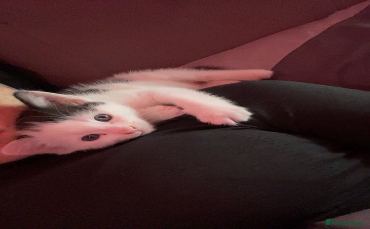 Domestic Shorthair cats - Advert 17