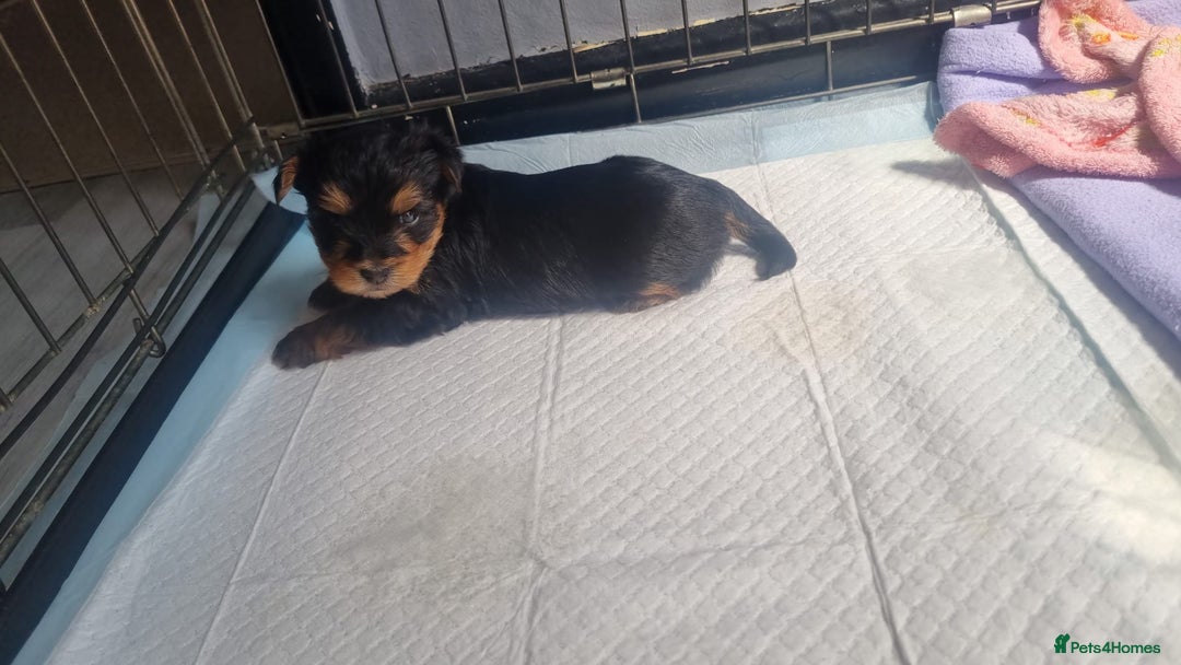 Yorkshire Terrier dogs for sale: 6 adorable puppies  - Image 10
