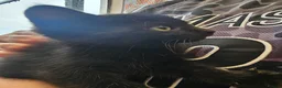 Mixed Breed cats for sale: KITTENS FOR SALE READY TO LEAVE NOW - Advert 6
