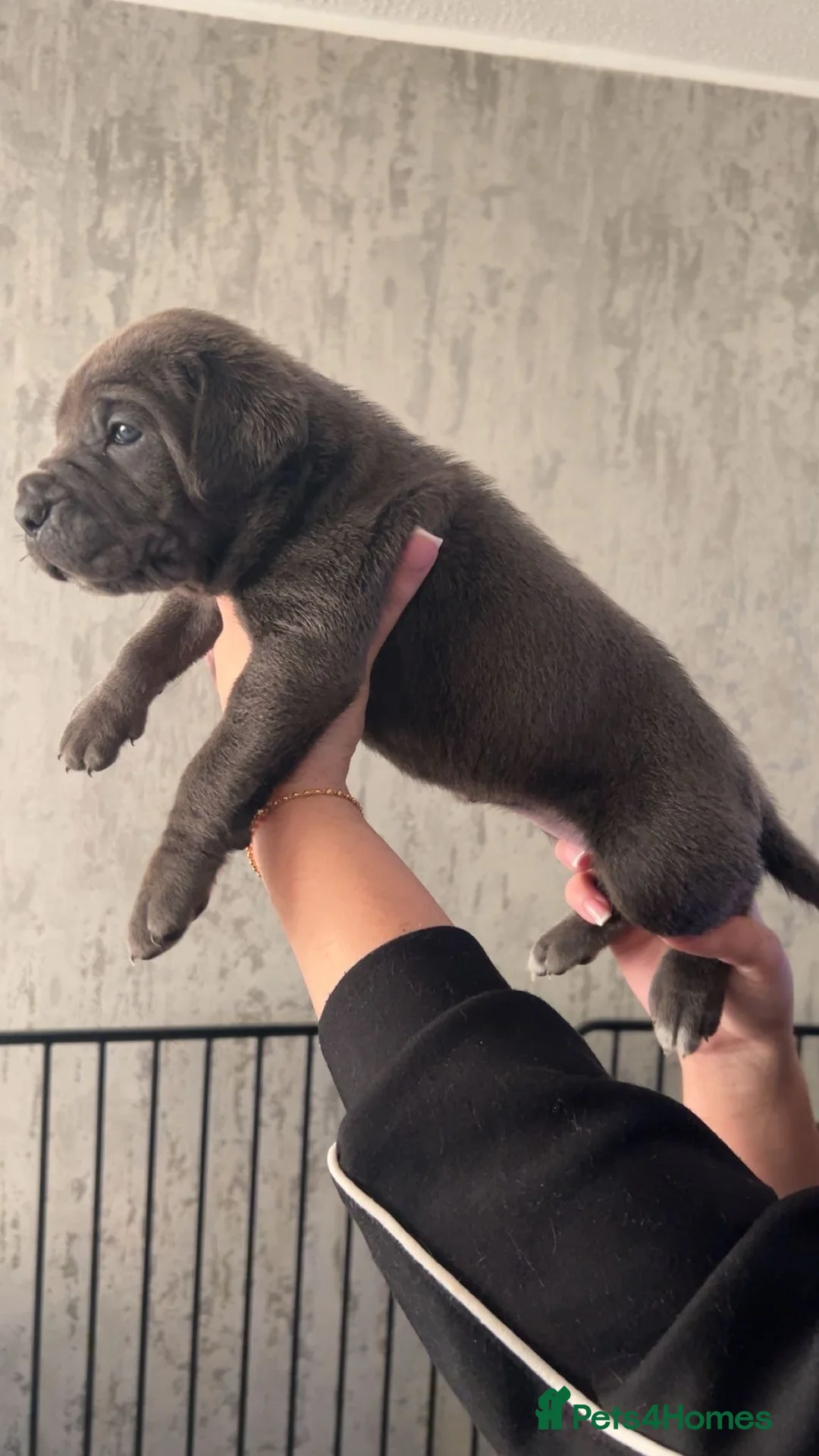 Cane Corso dogs for sale: Pure Blue Cane Corso puppies for sale - Advert 13