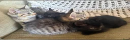 Mixed Breed cats for sale: Beautiful tabby / black kittens - Advert 3