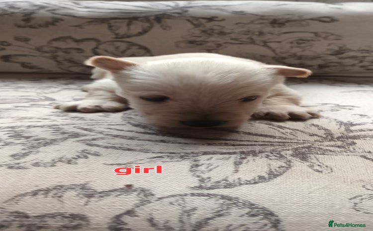 Scottish Terrier dogs - Advert 1