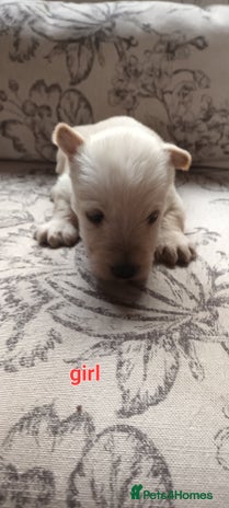 Scottish Terrier dogs - Advert 1