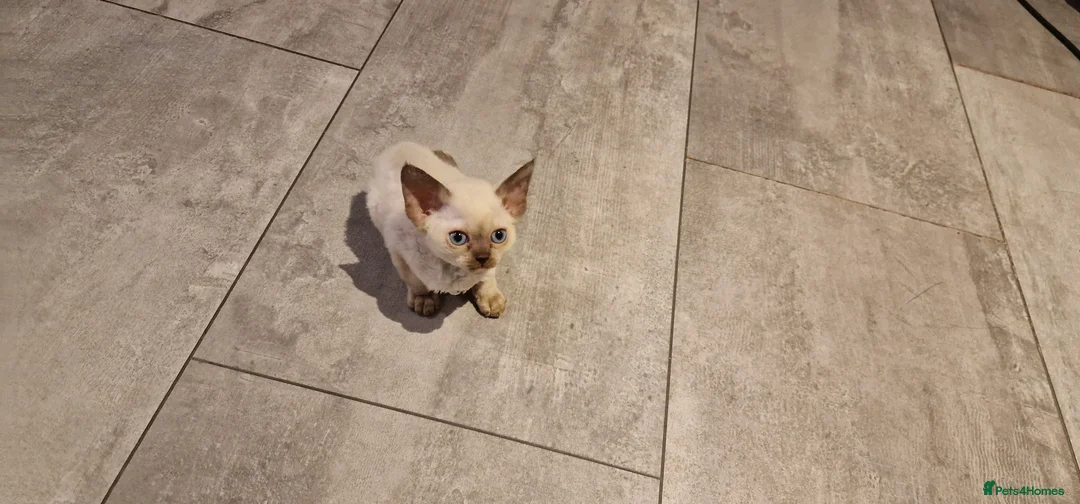 Devon Rex cats for sale: 💖 Pedigree Devon Rex Kitten 💖 - Advert 3