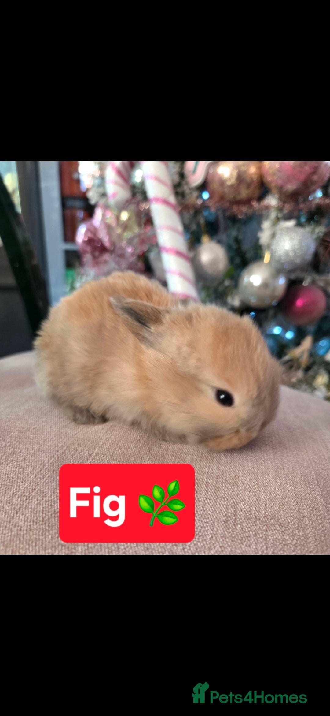 Mini Lop rabbits for sale: 🐰Beautiful baby mini lops 🐰 - Advert 6