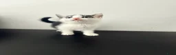Mixed Breed cats for sale: 3 gorgeous kittens for sale  - Advert 5