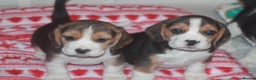 Beagle dogs for sale: BEAUTIFUL KENNEL CLUB REG BEAGLE PUPPIES - Advert 3