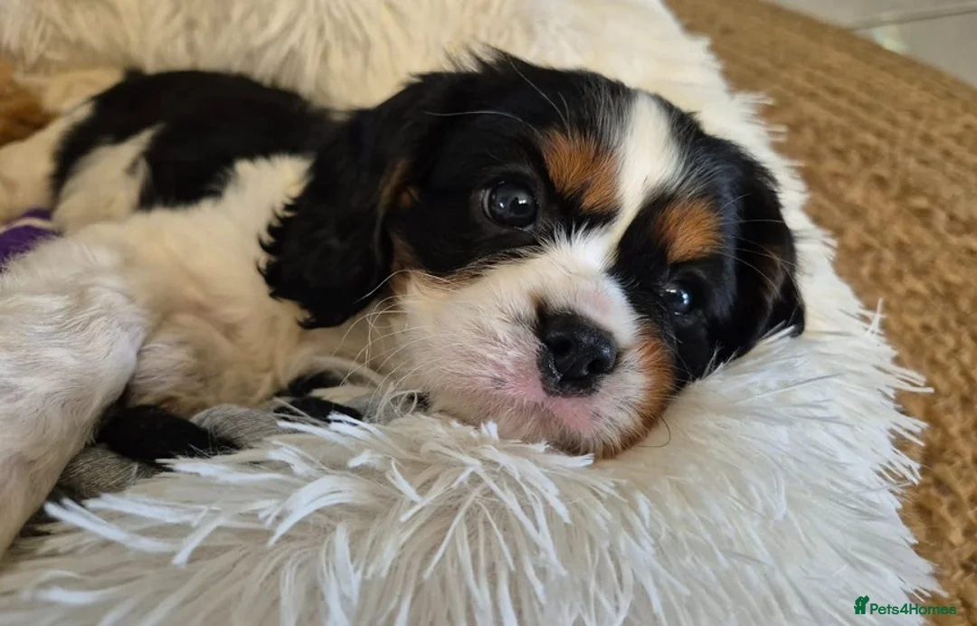 Cavalier King Charles Spaniel dogs for sale: Perfect Pure Cavalier King Charles Spaniel puppies - Advert 2