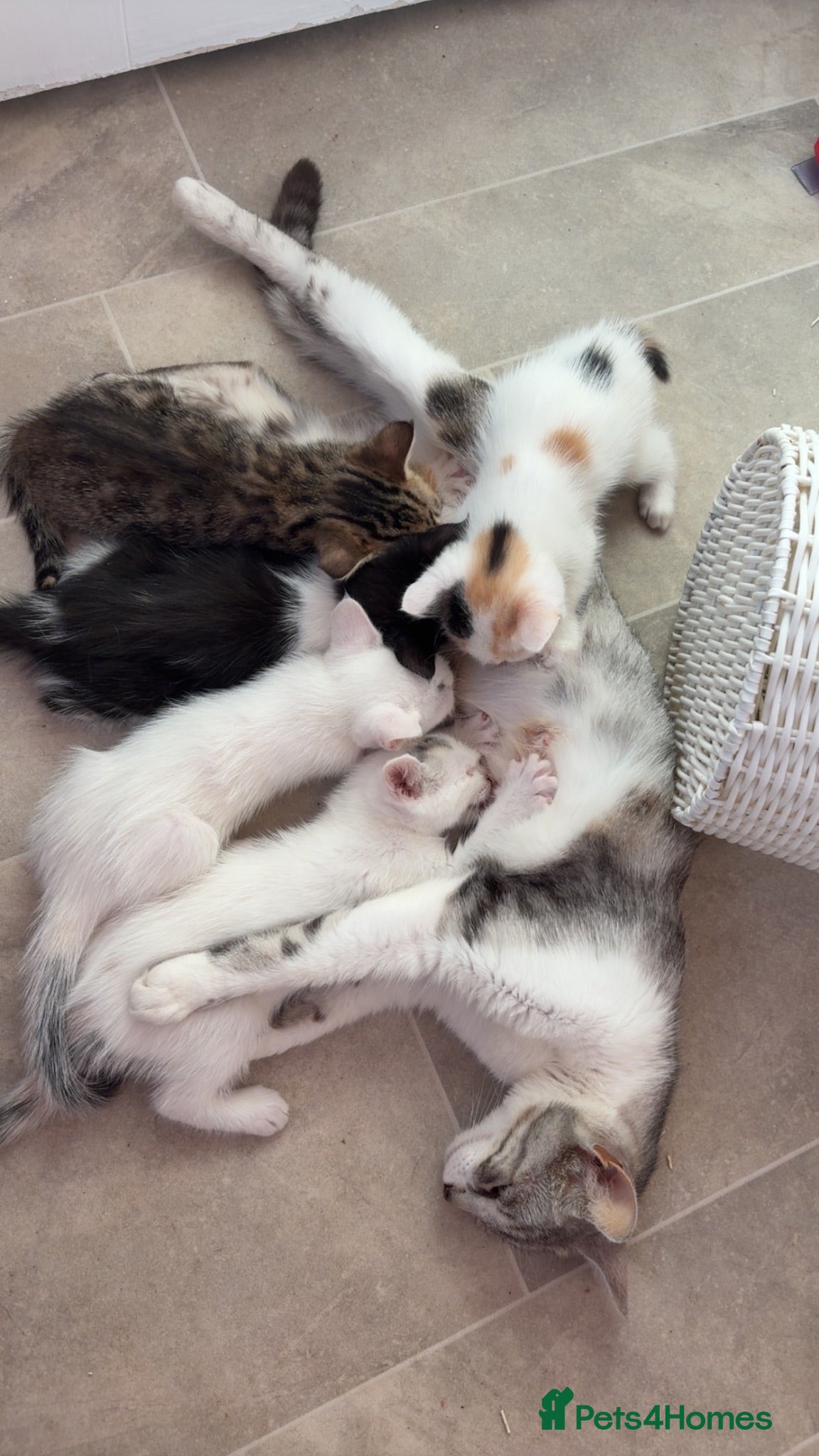 Mixed Breed cats READY 24th. 5 beautiful, cuddly, playful kittens  - Advert 2