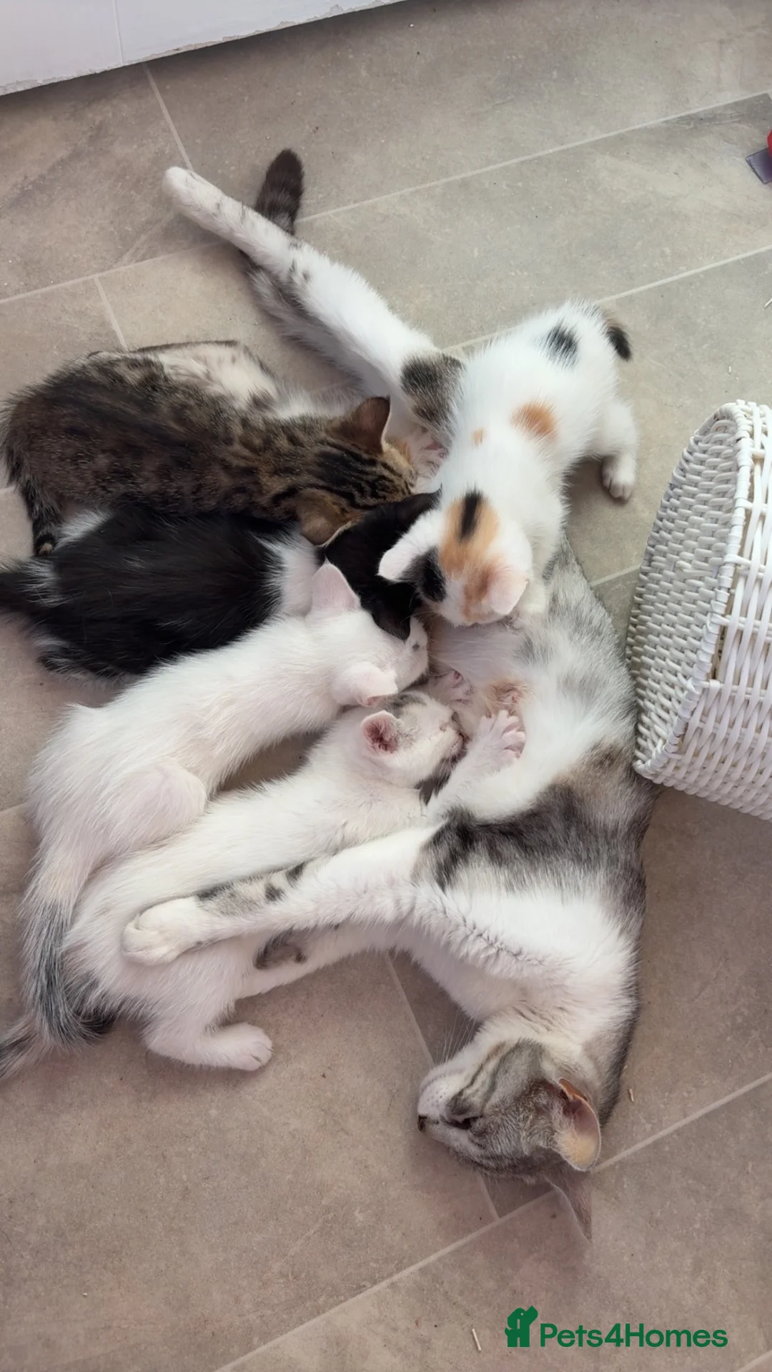 Mixed Breed cats for sale: READY 24th. 5 beautiful, cuddly, playful kittens  - Advert 1