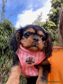 Cavalier King Charles Spaniel dogs Ready now beautiful Black and Tan girl  - Advert 7