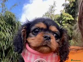 Cavalier King Charles Spaniel dogs Ready now beautiful Black and Tan girl - Advert 7
