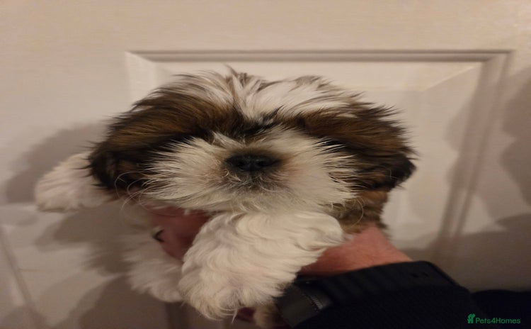 Shih Tzu dogs - Advert 10