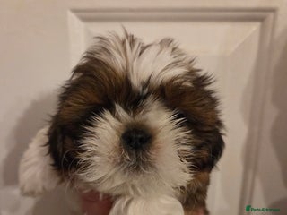 Shih Tzu dogs - Advert 1