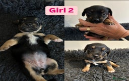 Jack Russell dogs for sale: Jack Russel puppies - Image 3