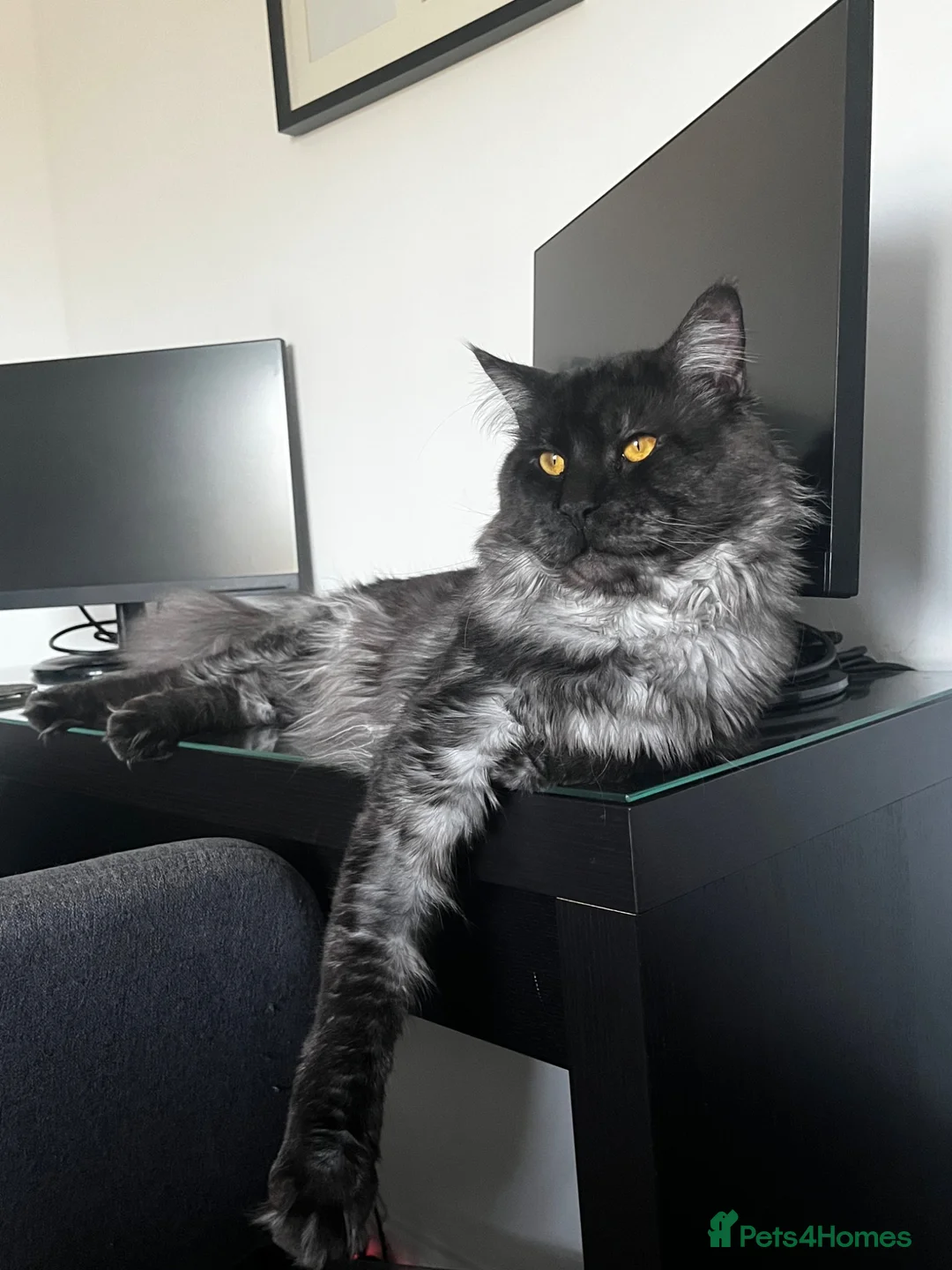 Maine Coon cats for sale: Beautiful Maine Coon Boy - Advert 2