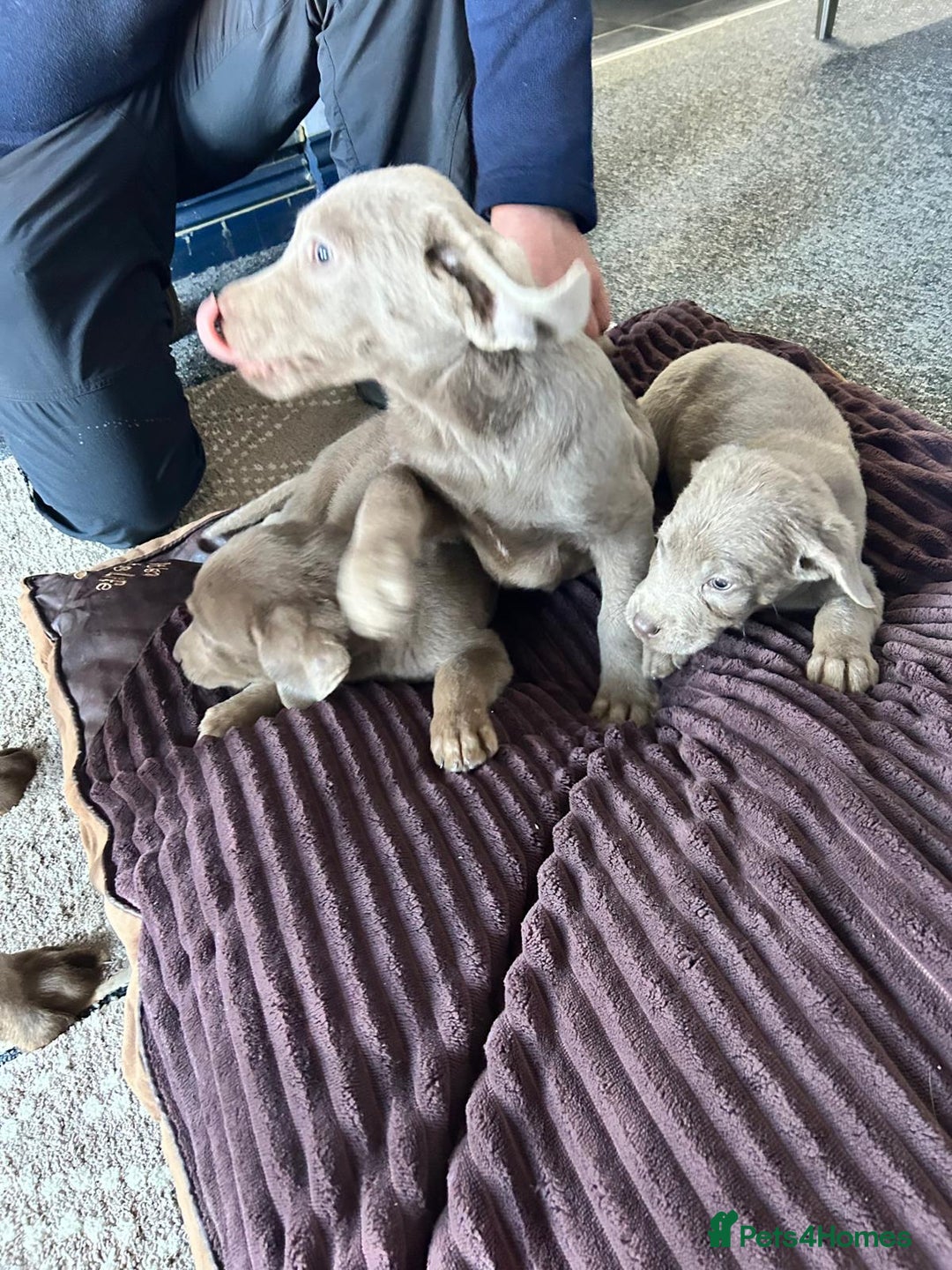 Labrador Retriever dogs for sale: Silver Labrador  - Advert 8