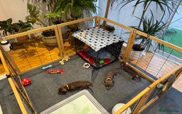 Miniature Dachshund dogs for sale: Chocolate & Tan Miniature Dachshund Puppies - Advert 4