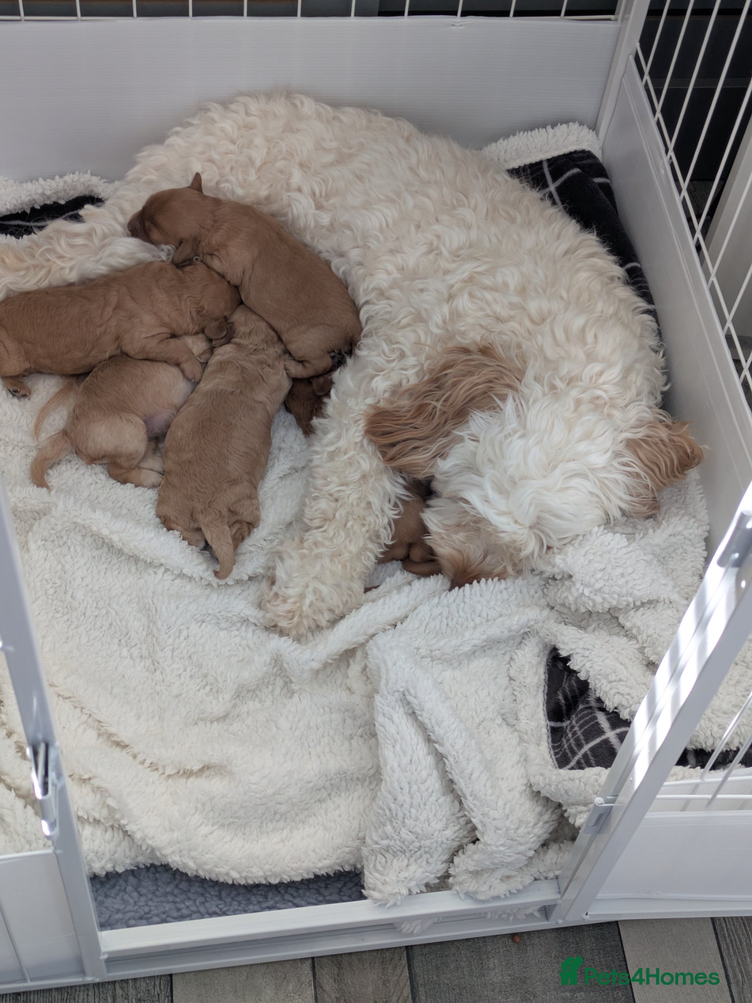 Cavapoo dogs Cavapoo toy - Advert 1