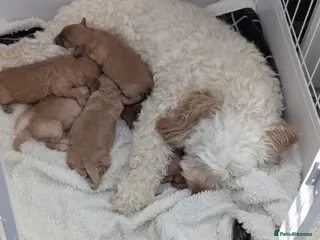 Cavapoo dogs Cavapoo toy - Advert 1