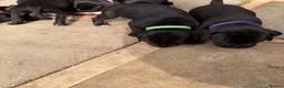 Mixed Breed dogs for sale: Beagle x patterdale in Sheffield - Advert 5