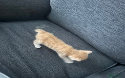 Manx cats for sale: Beautiful Banx Kittens  - Image 27