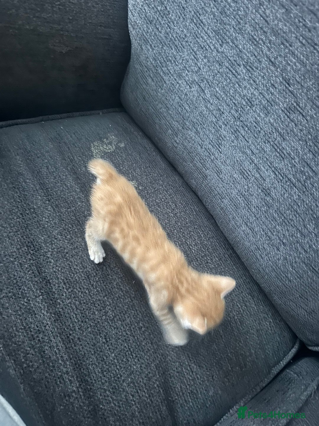 Manx cats for sale: Beautiful Banx Kittens  - Image 27