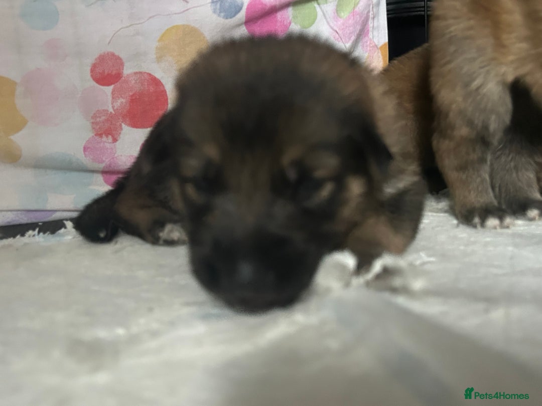 Shepsky dogs for sale: German shepherd x husky 3 weeks old  - Image 9