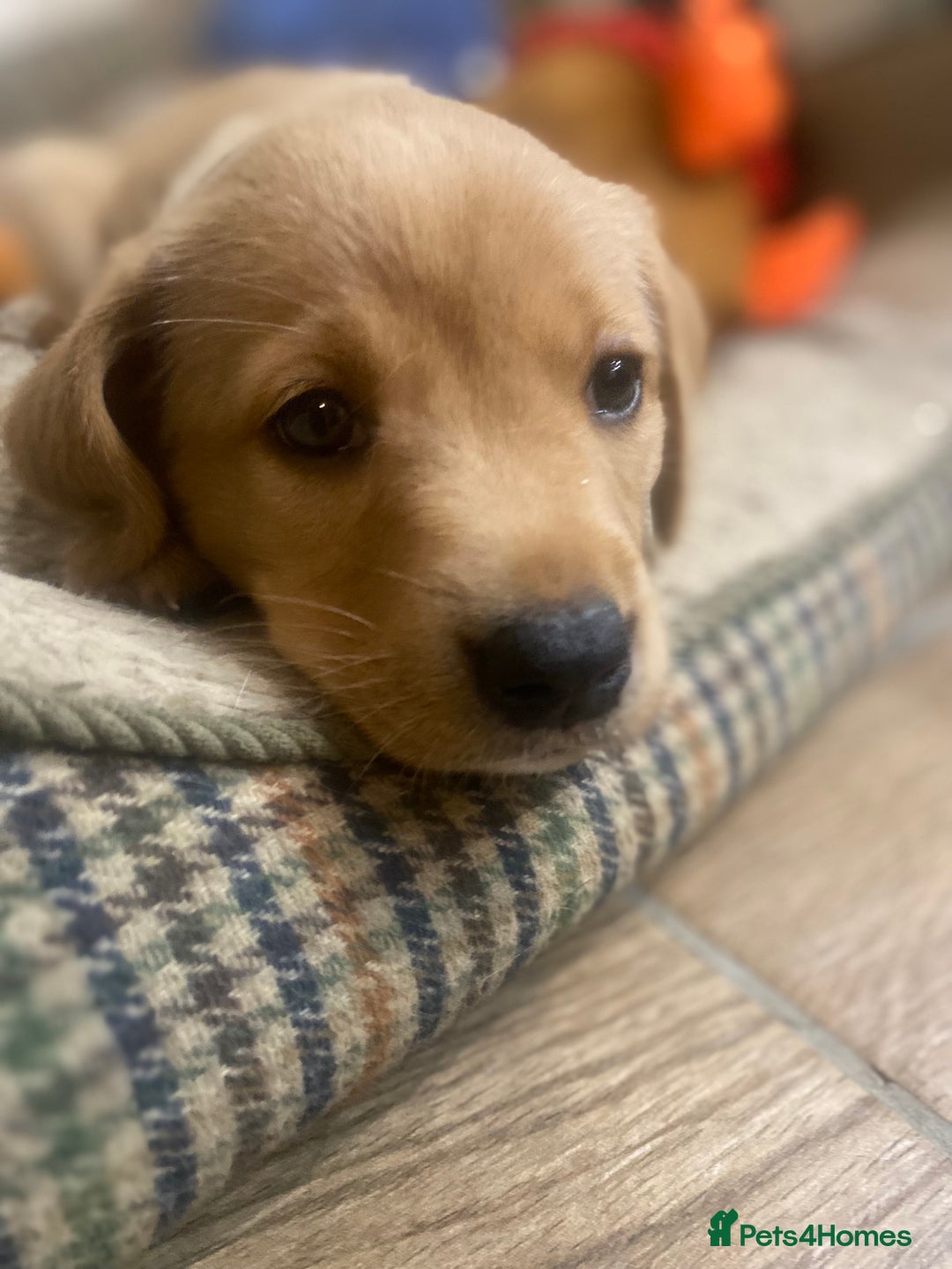 Labrador Retriever dogs for sale: Gorgeous Working Labrador puppies  - Advert 13