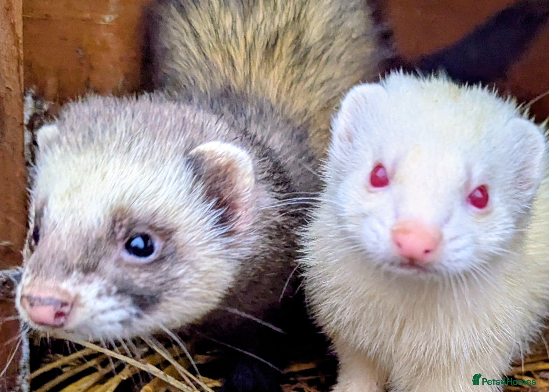 Ferret rodents Several beautiful ferrets - Advert 1