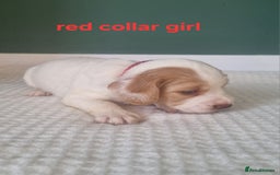 Cocker Spaniel dogs for sale: Beautiful cocker spaniel puppies - Image 6
