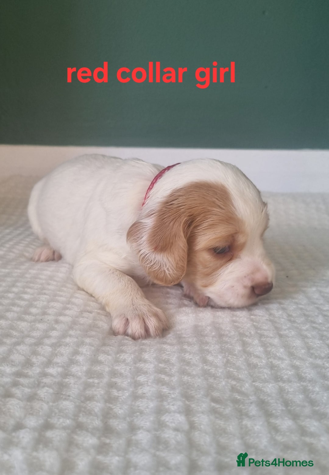 Cocker Spaniel dogs for sale: Beautiful cocker spaniel puppies - Image 6