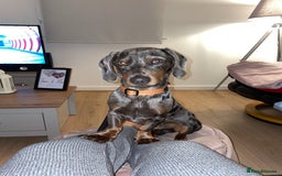 Miniature Dachshund dogs for stud: Proven dapple dachshund for stud - Image 11