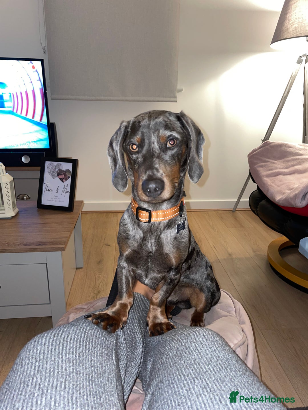 Miniature Dachshund dogs for stud: Proven dapple dachshund for stud - Image 11
