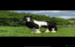 Irish Cob horses for sale: Gorgeous 12.3hh cuddly cob  - Image 1