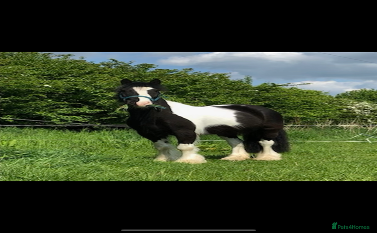 Irish Cob horses - Advert 1