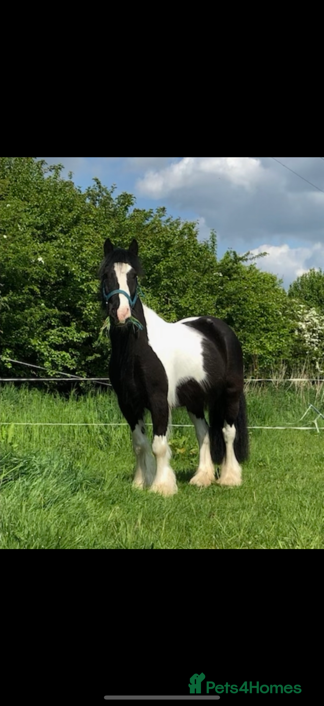 Irish Cob horses for sale: Gorgeous 12.3hh cuddly cob  - Image 1