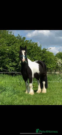 Irish Cob horses - Advert 1