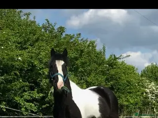 Irish Cob horses Gorgeous 12.3hh cuddly cob - Advert 1