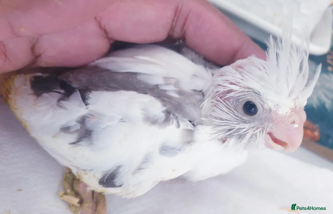 Cockatiels birds for sale:  hand reared baby cockatiels, new available Now* - Advert 1