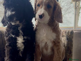 Mixed Breed dogs Golden Bernedoodles 🐶 - Advert 14