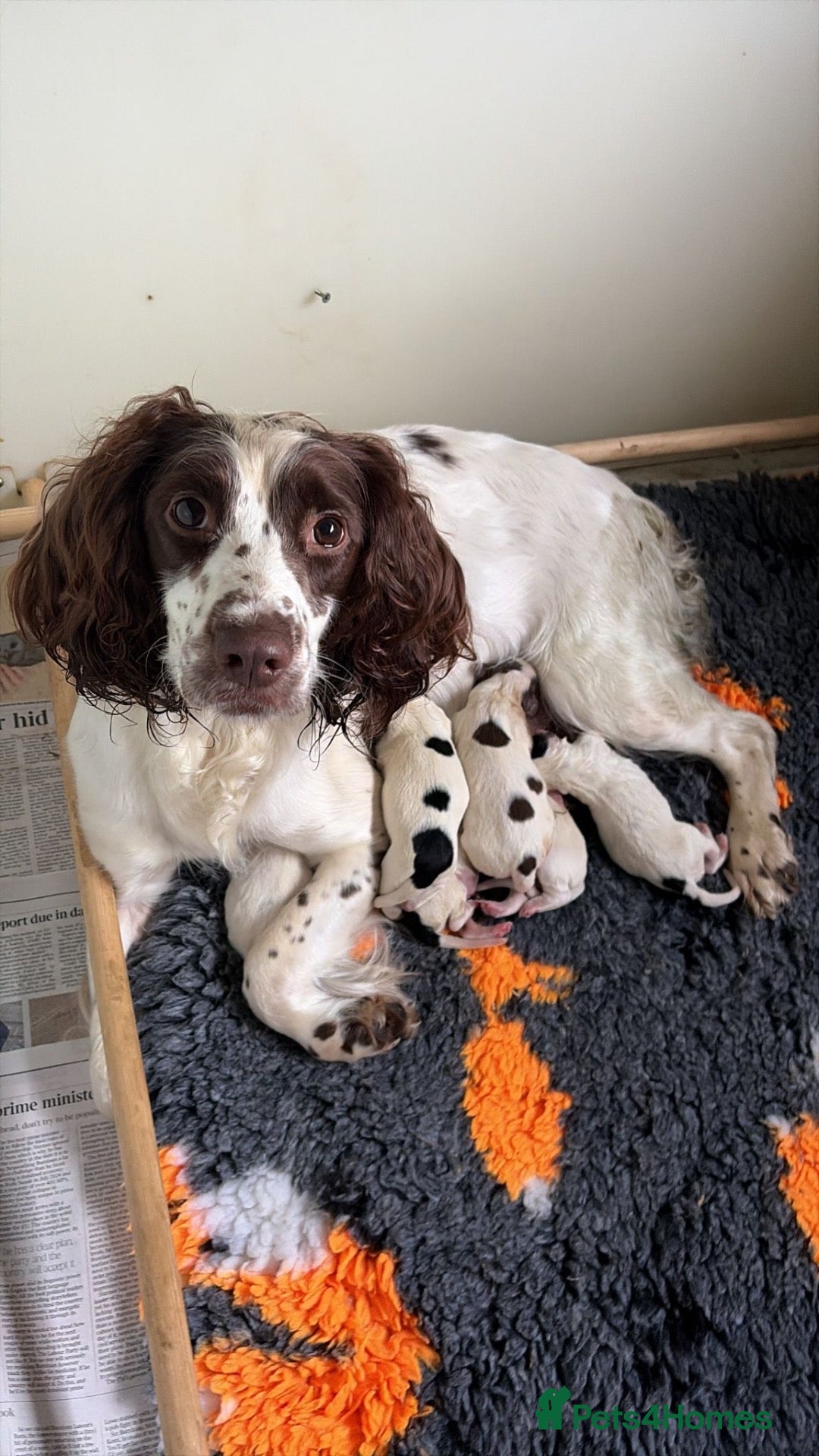 English Springer Spaniel dogs KC registered working springer spaniel puppies  - Advert 1