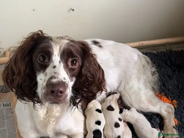English Springer Spaniel dogs for sale: KC registered working springer spaniel puppies - Advert 1