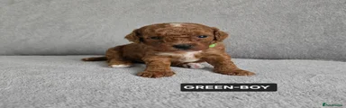 GREEN - BOY