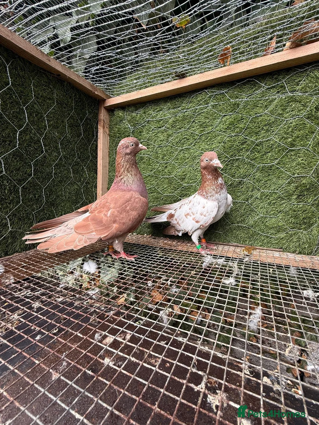 Pigeons birds for sale: 20 Mix  pigeon for sale - Advert 4