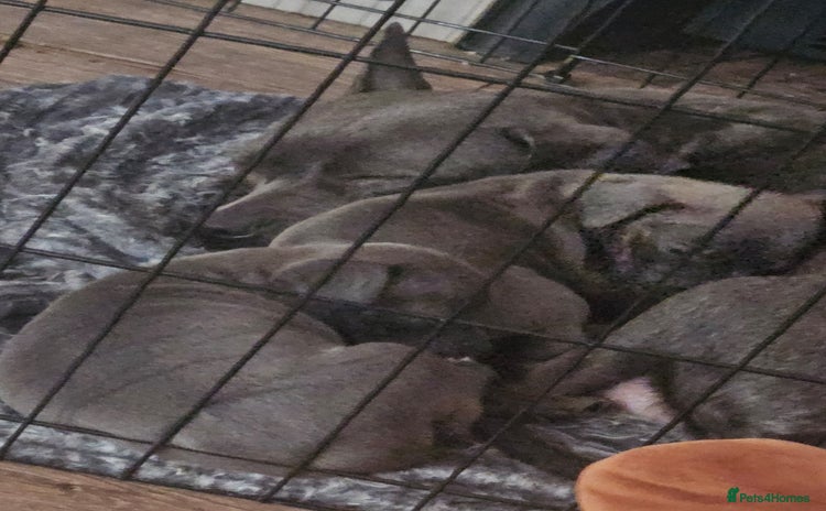 American Bull Staffy dogs - Advert 2
