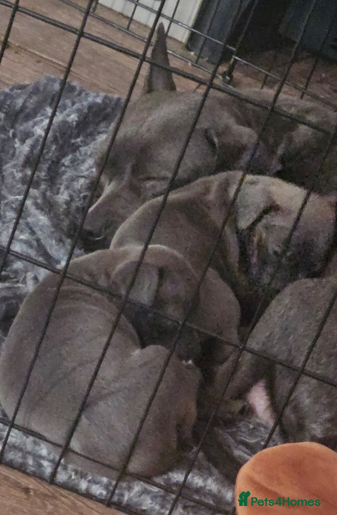 American Bull Staffy dogs for sale: ** STAFFORDSHIRE BULL TERRIER PUPPIES** - Image 1