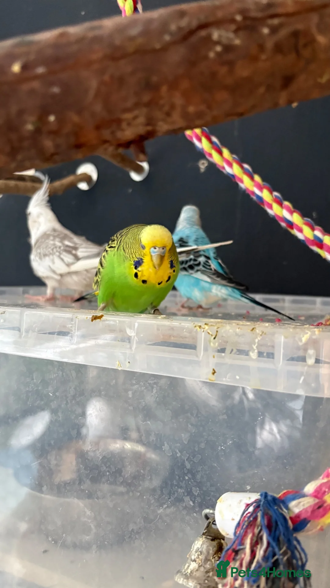 Budgerigars birds for sale: Budgies for sale £40 - Advert 1