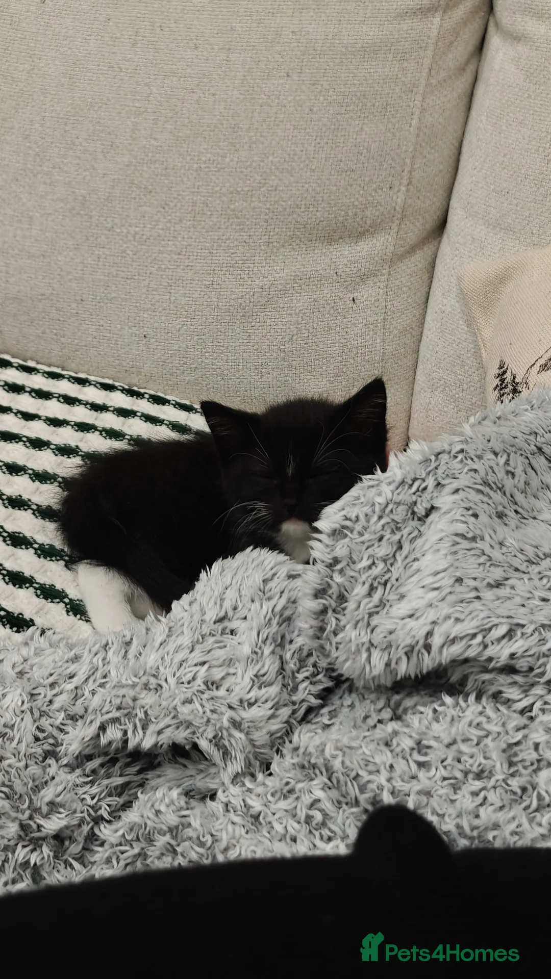 Ragdoll cats for sale: Ragdoll mix  - Advert 28